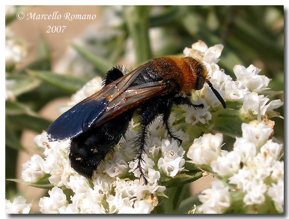 Il vistoso dimorfismo sessuale di Campsomeriella thoracica